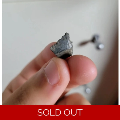 Very Rare Edestus Paleozoic Shark Tooth Fossil Illinois